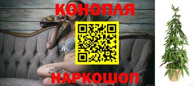 шишки Аргун
